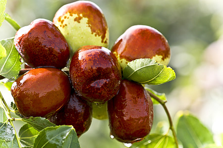 brown fruits on tree thumbnail