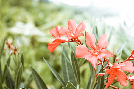 closeup photo of pink flowers at daytime thumbnail