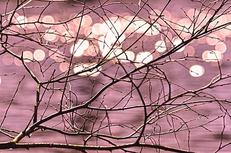 macro shot of bare tree thumbnail