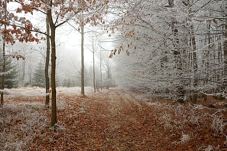 brown grass and white trees photography thumbnail