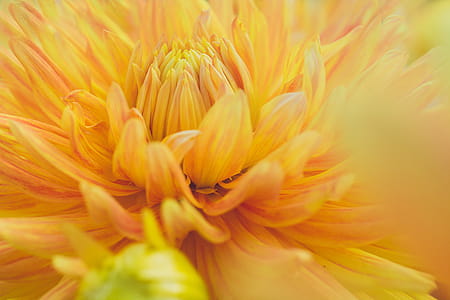 Close-Up Photography of Yellow Dahlia Flower thumbnail