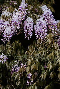 selective focus photography of purple petaled flowers thumbnail