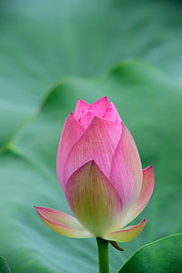 pink flower bud thumbnail