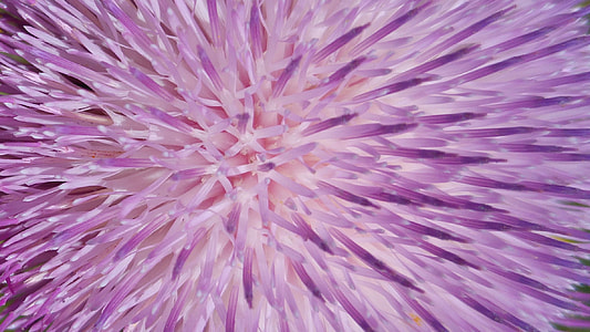 purple digital wallpaper thumbnail
