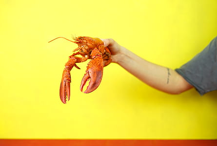 person holding lobster thumbnail