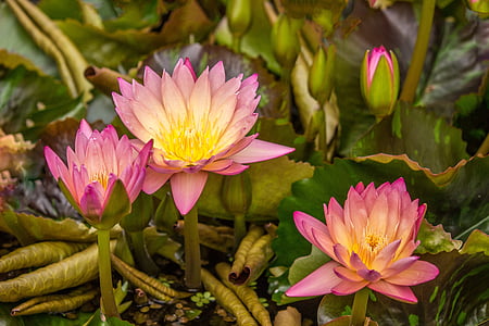 three pink water lily flowers thumbnail
