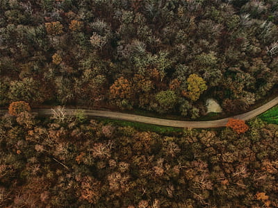 aerial photography of road between trees thumbnail