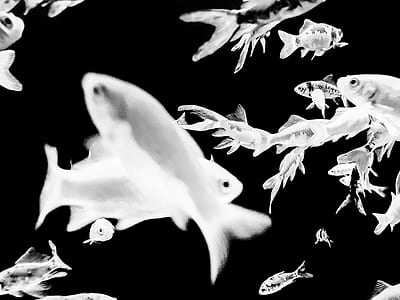 school of fish in grayscale photo thumbnail
