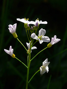 Cuckoo Flower, Pointed Flower thumbnail