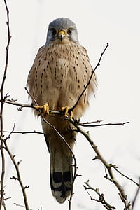 brown bird perched on tree branch thumbnail