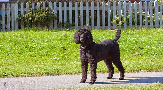 black miniature poodle standing on gray pathway by day thumbnail