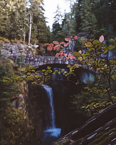 selective focus photo of brown leafed plant near waterfalls thumbnail