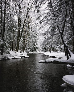 river between bare trees thumbnail