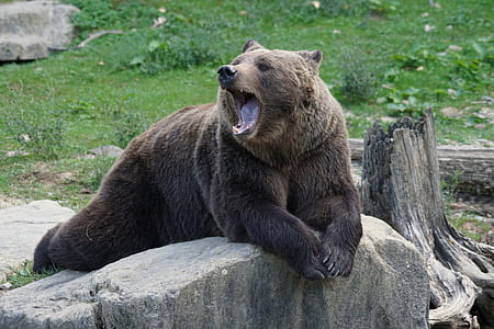 brown wild bear on top of gray rock photo thumbnail