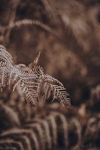 brown leaves in shallow focus shot thumbnail