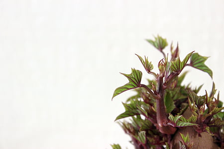 close-up photo of green leaf plant thumbnail