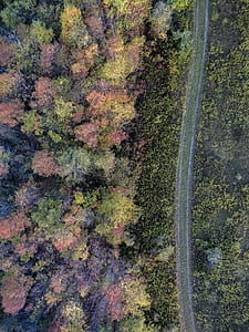 aerial photography of forest thumbnail