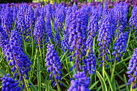 purple flowers thumbnail