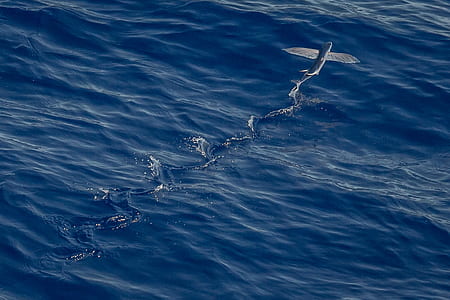 photography of blue fish thumbnail