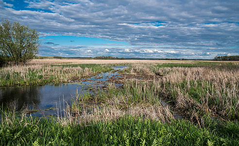 Marshlands under the sky landscapes thumbnail