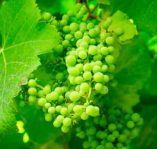 plant, fruits, grapes, green thumbnail