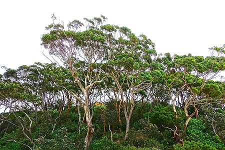 green leafed trees thumbnail