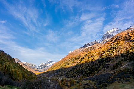scenery of trees and mountain thumbnail