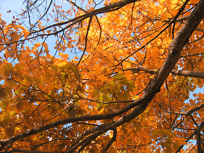 Deciduous Tree, Golden Autumn thumbnail