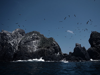 flock of birds flying over stone island thumbnail