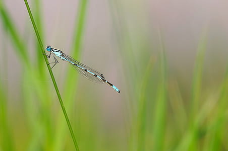 Blue Dragonfly thumbnail