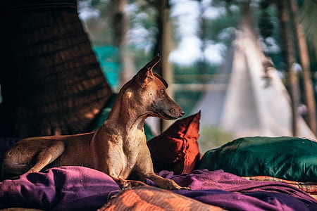brown dog lying down on purple and brown picnic mat thumbnail