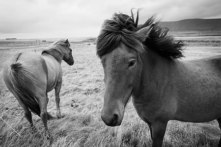 two horse standing on grass field thumbnail