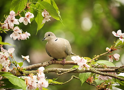 bird perched on the tree brunch thumbnail
