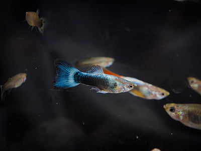 blue guppy fish thumbnail