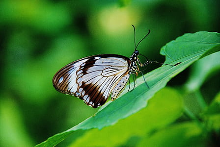 white and black butterfly thumbnail