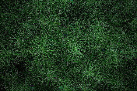 green plants thumbnail