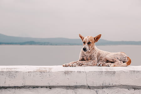 white and brown dog near body of water during daytime thumbnail