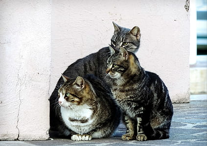 three gray cats beside white concrete door thumbnail