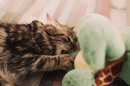 cat biting plush toy thumbnail