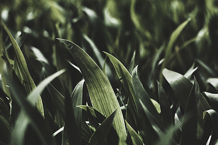 green leafed plant thumbnail