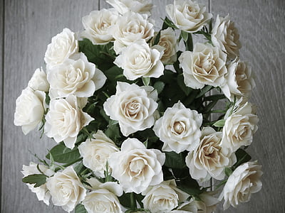 white rose flower thumbnail