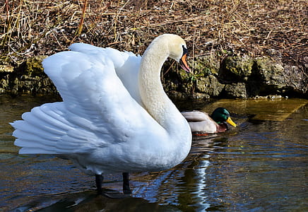 white goose near mallard duck thumbnail