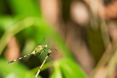 green dragonfly in focus photography during daytime thumbnail