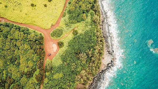 aerial photography of green trees near coastline at daytime thumbnail