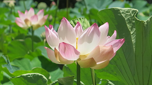 selective focus photography of pink flower thumbnail