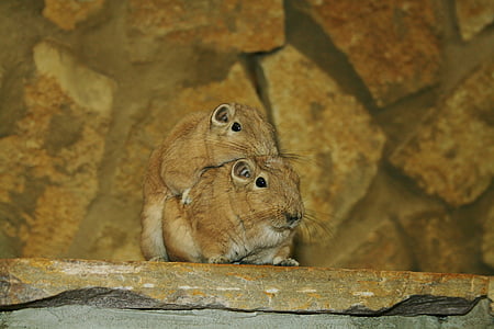 two brown beavers thumbnail