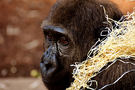 monkey in shallow photography thumbnail