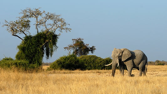 gray elephant on dry grass during daytime thumbnail