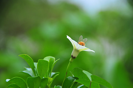 bee on flower thumbnail