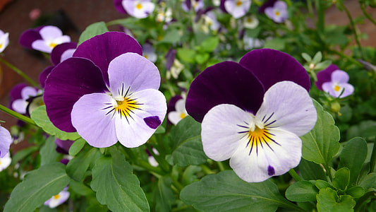 white and purple pansy flower plant thumbnail